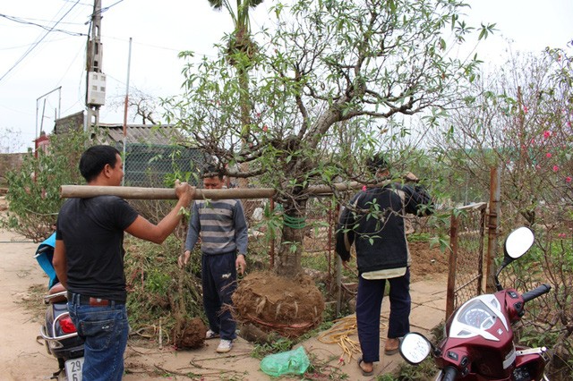 Nhật Tân tất bật trồng lại đào sau Tết ảnh 3