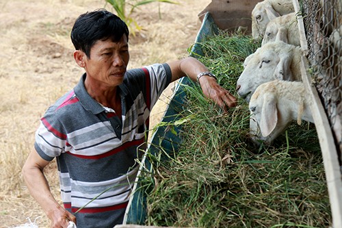 Hàng trăm con cừu chết do hạn hán ở Ninh Thuận ảnh 1