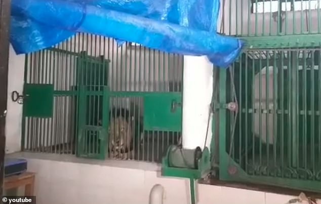 Thanh niên bị sư tử cái hành hạ đến chết ảnh 1