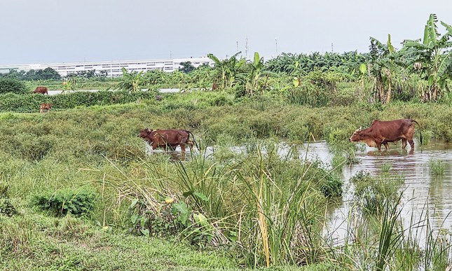 Siêu dự án khu nhà ở sinh thái Đồng Mai 'ôm' đất gần 20 năm không triển khai ảnh 3