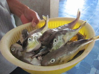 5 người nhập viện cấp cứu sau bữa lẩu cá nóc mít ảnh 1