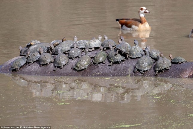 Brave little turtle turns hippo into 'sunbed' photo 2