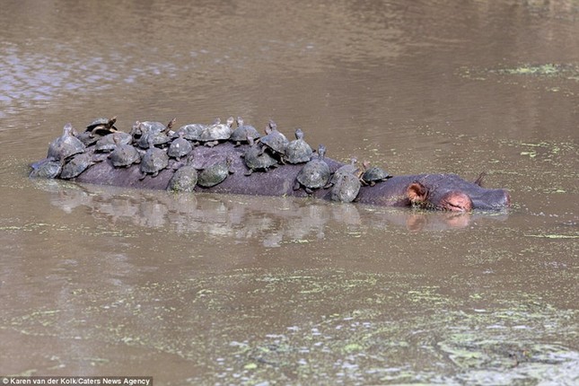 Brave little turtle turns hippo into 'sunbed' photo 3