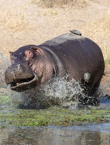 Brave little turtle turns hippo into 'sunbed' photo 4