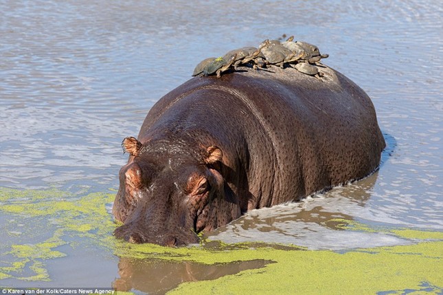 Brave little turtle turns hippo into 'sunbed' photo 5