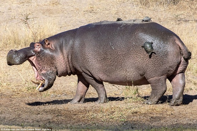 Brave little turtle turns hippo into 'sunbed' photo 6