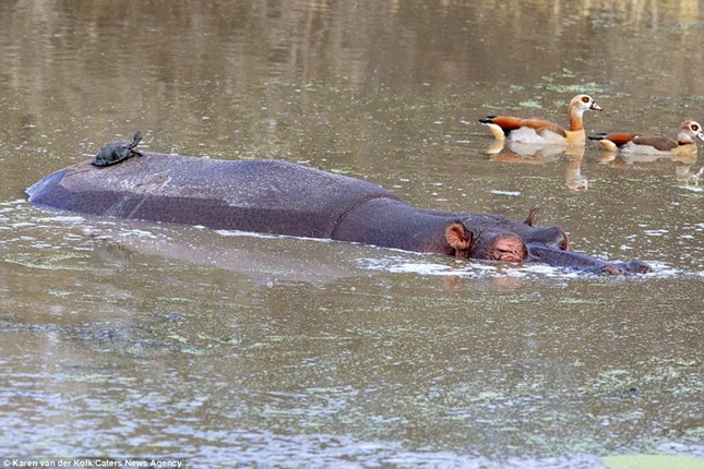 Brave little turtle turns hippo into 'sunbed' photo 7