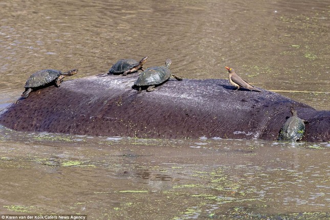 Brave little turtle turns hippo into 'sunbed' photo 8