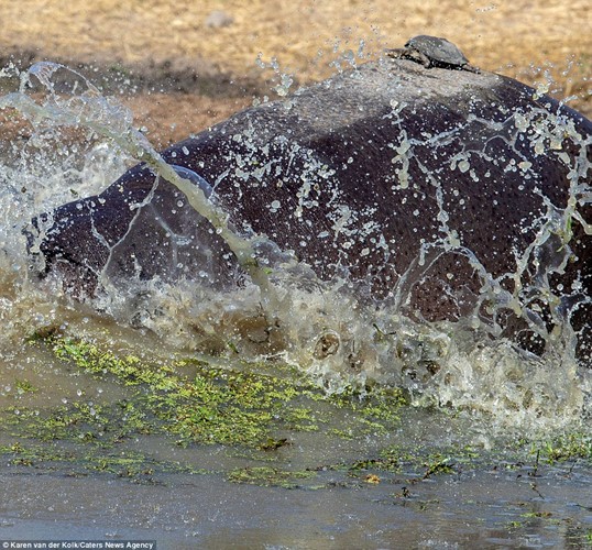 Brave little turtle turns hippo into 'sunbed' photo 9