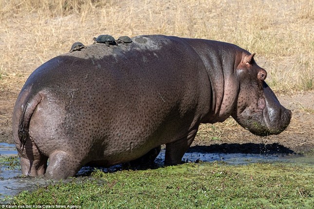 Brave little turtle turns hippo into 'sunbed' photo 10