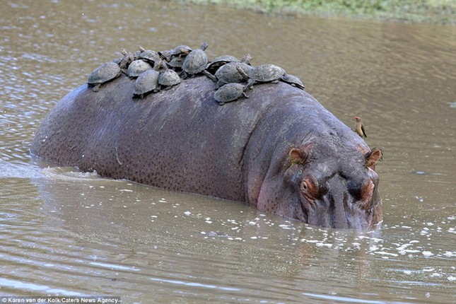 Brave little turtle turns hippo into 'sunbed' photo 1