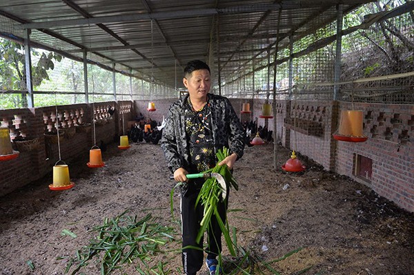 Sao ‘Khang Hy vi hành’ thành tỷ phú nhờ bỏ diễn lên núi nuôi gà ảnh 2