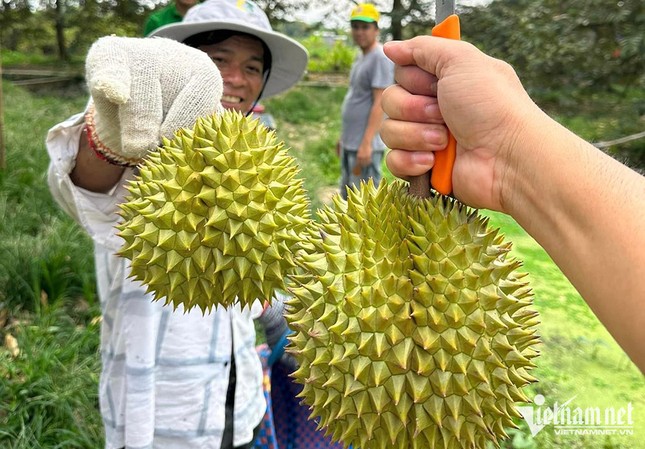 Sầu riêng thành trái cây tỷ USD và 'vị đắng' cho doanh nghiệp xuất khẩu ảnh 1