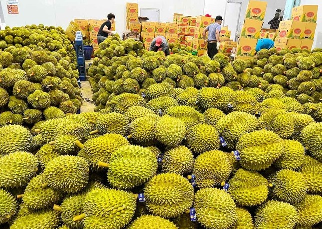 Sầu riêng thành trái cây tỷ USD và 'vị đắng' cho doanh nghiệp xuất khẩu ảnh 2