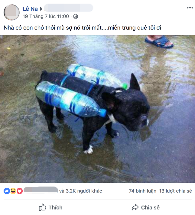 Chú chó đeo phao tự chế và câu chuyện phía sau khiến nhiều người nghẹn ngào ảnh 1