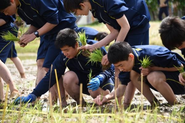 Chuyện chỉ có ở Nhật Bản: Nghệ thuật trên đồng lúa ảnh 12