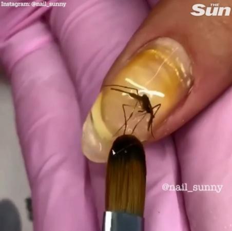 Sơn móng tay bằng xác chết côn trùng - ý tưởng làm đẹp không thể "dị" hơn! ảnh 4
