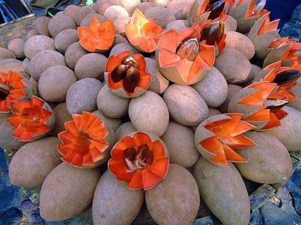 Kinh ngạc giống hồng xiêm "khủng": Ruột đỏ, nặng 2kg, giá gần 1 triệu đồng/cây giống ảnh 4