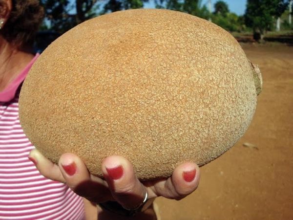 Kinh ngạc giống hồng xiêm "khủng": Ruột đỏ, nặng 2kg, giá gần 1 triệu đồng/cây giống ảnh 3