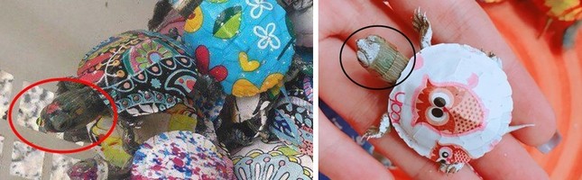 Thực hư về những con rùa nhiều màu sắc đang được rao bán tràn lan trên Facebook ảnh 4