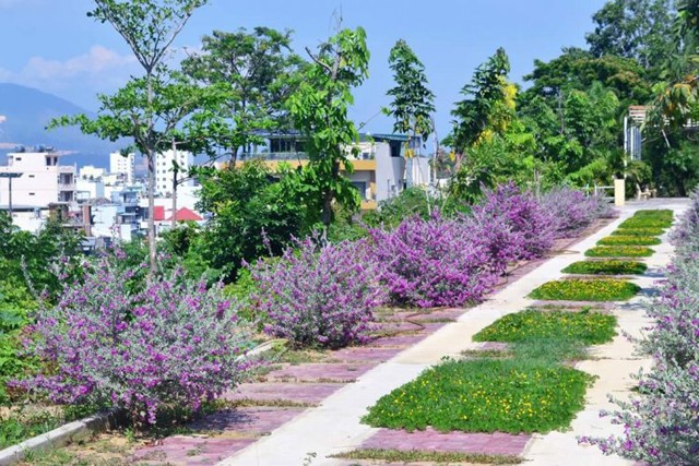 Trường nhà người ta: Quanh năm hoa khoe sắc, sinh viên tha hồ ngắm vịnh Nha Trang xinh đẹp ảnh 4