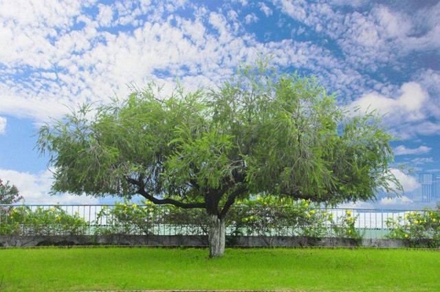 Trường nhà người ta: Quanh năm hoa khoe sắc, sinh viên tha hồ ngắm vịnh Nha Trang xinh đẹp ảnh 5