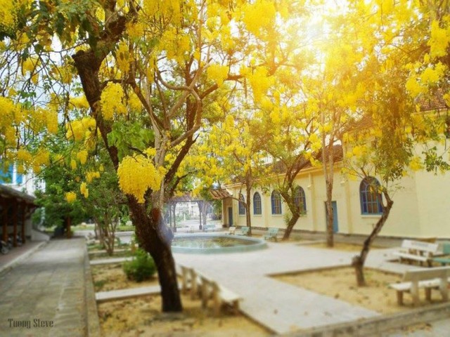 Trường nhà người ta: Quanh năm hoa khoe sắc, sinh viên tha hồ ngắm vịnh Nha Trang xinh đẹp ảnh 13