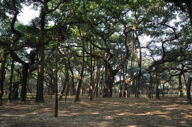 Khám phá cây đa to nhất thế giới có tán rộng hơn 14.400 m2 ảnh 2
