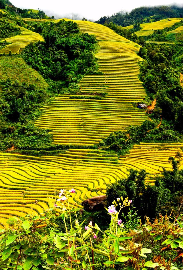 Thu về chiêm ngưỡng những ruộng bậc thang đẹp nhất Việt Nam ảnh 2