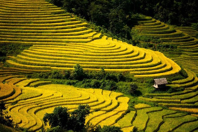 Thu về chiêm ngưỡng những ruộng bậc thang đẹp nhất Việt Nam ảnh 4