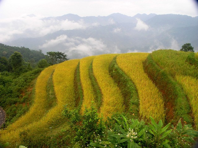Thu về chiêm ngưỡng những ruộng bậc thang đẹp nhất Việt Nam ảnh 5