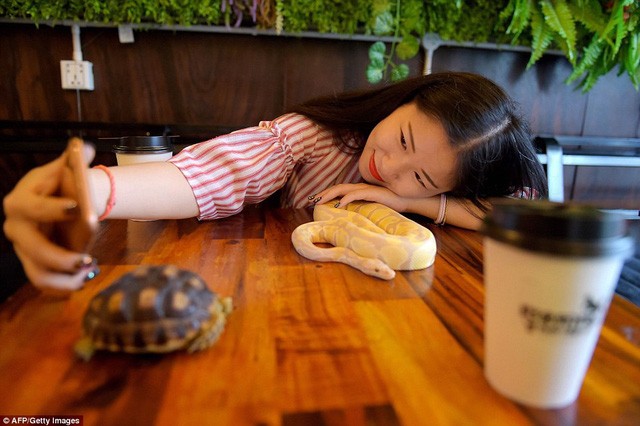 Đến quán cafe cảm giác mạnh: Chơi cùng rắn, bọ cạp và cự đà ảnh 1