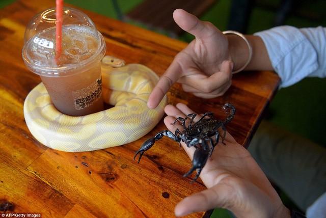 Đến quán cafe cảm giác mạnh: Chơi cùng rắn, bọ cạp và cự đà ảnh 6