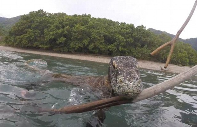 Du khách thoát hiểm trước rồng Komodo nhờ nhanh trí ảnh 4