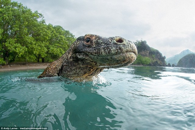 Du khách thoát hiểm trước rồng Komodo nhờ nhanh trí ảnh 5