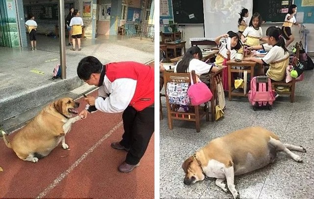 Tin được không, chú chó này béo ú vì được... yêu thương quá nhiều ảnh 1