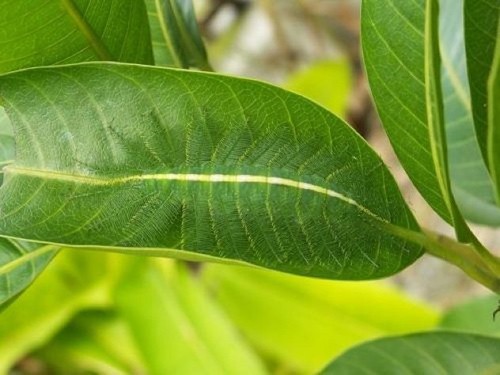 Đây chính là những loài động vật được mệnh danh là "bậc thầy ngụy trang" của tự nhiên ảnh 3