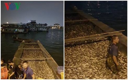 Hà Nội: Cá lại chết nổi trắng Hồ Tây ảnh 1