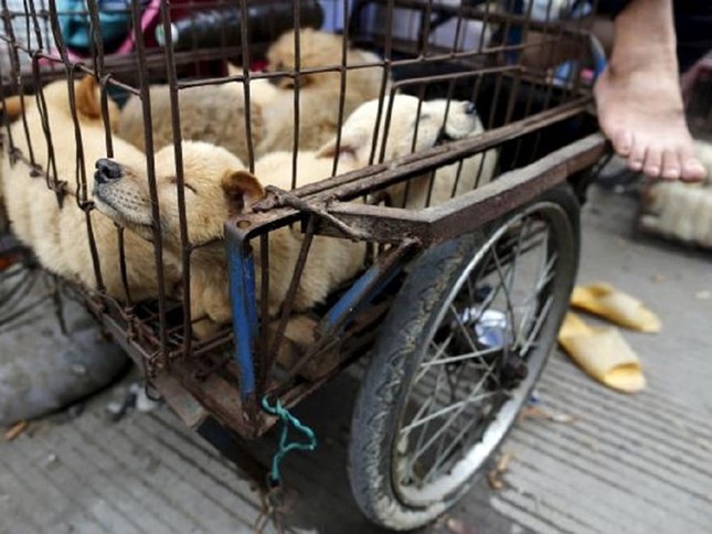 Làn sóng bài thịt chó từ Mỹ, Anh, Hàn Quốc đến Đông Nam Á ảnh 2
