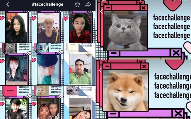 Trào lưu mới đang được teen yêu thích: Thử thách "cover" mặt thú cưng! ảnh 1