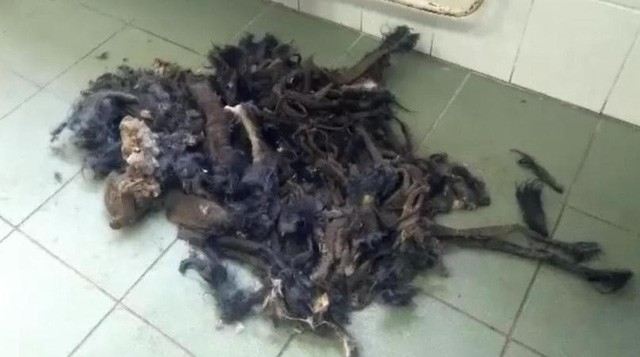 Pha "lột xác" ngoạn mục của chú chó có vẻ ngoài như đống giẻ lau ảnh 3