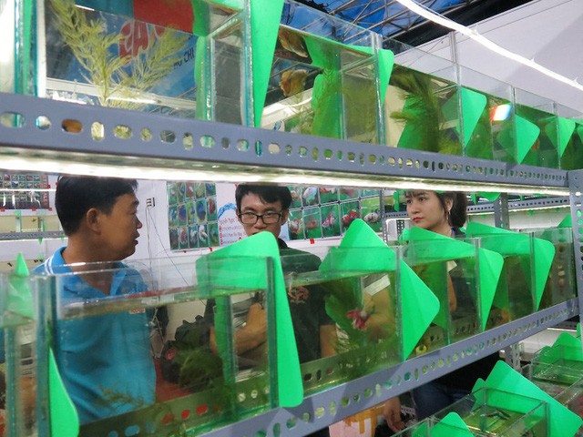 Lạ mắt với cá “xăm mình”, giá 800.000 đồng/con ảnh 2