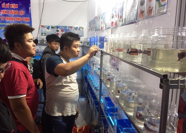 Lạ mắt với cá “xăm mình”, giá 800.000 đồng/con ảnh 4