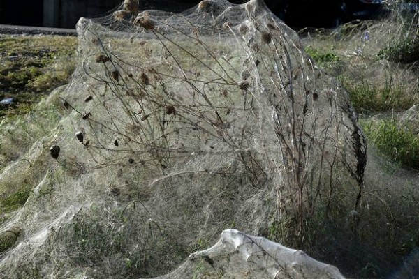 Mạng nhện khổng lồ dài 300m ở khu du lịch Hy Lạp ảnh 4