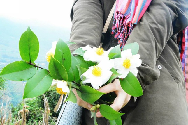 Quên Tà Xùa đi, rủ nhau chinh phục sống lưng khủng long hoang sơ bậc nhất mang tên Bình Liêu ảnh 3
