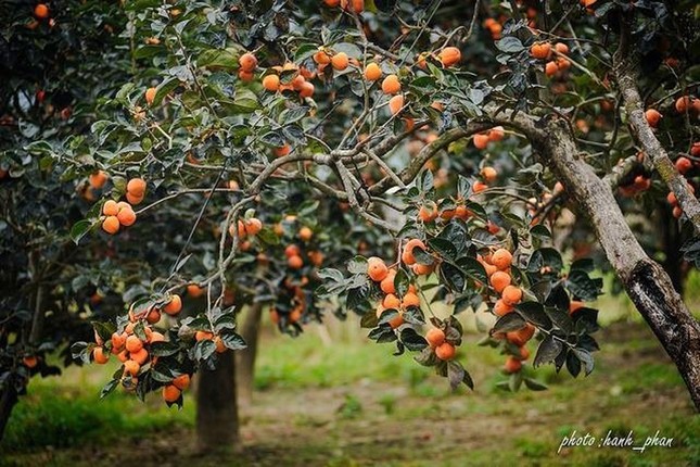 Hồng giòn Đà Lạt vào mùa, không chỉ để ăn mà còn trở thành chốn "sống ảo" của giới trẻ ảnh 2