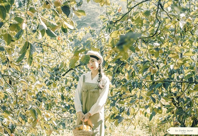 Hồng giòn Đà Lạt vào mùa, không chỉ để ăn mà còn trở thành chốn "sống ảo" của giới trẻ ảnh 8