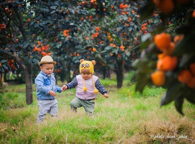 Hồng giòn Đà Lạt vào mùa, không chỉ để ăn mà còn trở thành chốn "sống ảo" của giới trẻ ảnh 9