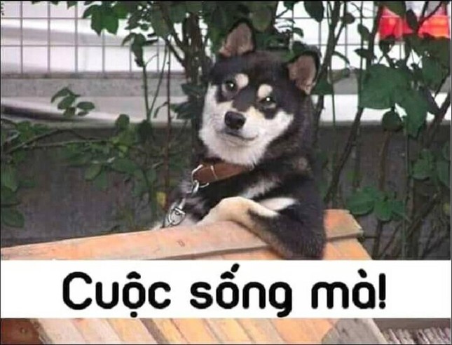 Hot-trend "Cuộc sống mà" vừa "lên sàn" đã khiến dân tình thi nhau chế ảnh ảnh 4
