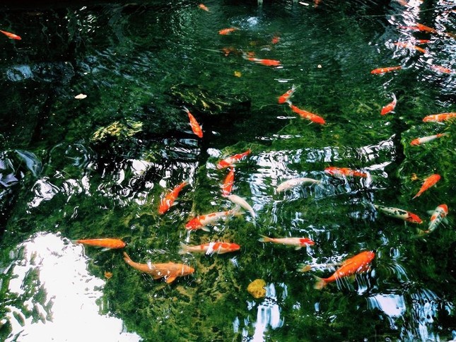 Đàn cá Koi hơn trăm triệu của trường ĐH bị đánh bả chết sạch sau một đêm khiến MXH bức xúc ảnh 1